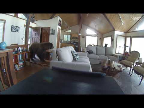 Bear Breaks in Cabin After Knocking Down the Door - 1132163