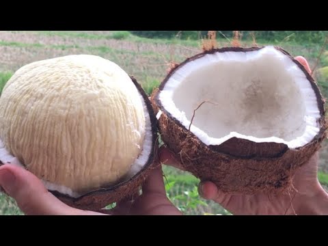 download lagu mp3 mp4 Ponderosa Coconut Cake, download lagu Ponderosa Coconut Cake gratis, unduh video klip Ponderosa Coconut Cake
