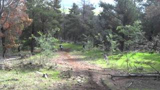 Jackson Webb Yz 450f edit