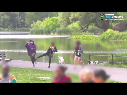 Caught On Camera: Man Punches Woman In Face After Stealing Phone In Central Park