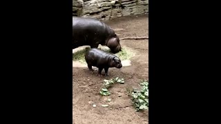 Download lagu Zoo to You: A visit with baby hippo Ptolemy and mom Cleo mp3 Download lagu Zoo to You: A visit with baby hippo Ptolemy and mom Cleo mp3