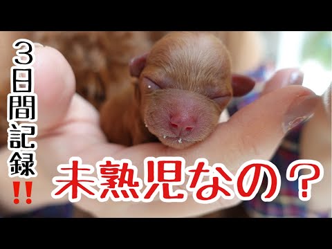 犬の出産後、発情期になるまでどれくらいかかりますか?