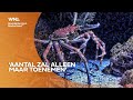 Grote spinkrab in Nederland: moet je opletten op het strand?
