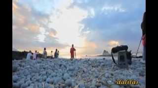 Don&#39;t Make me Cry.-Tonton Macoute