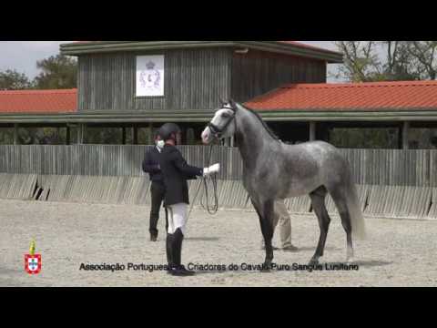 9 Mozart da Malhadinha - Aprovação Extraordinária de Garanhões