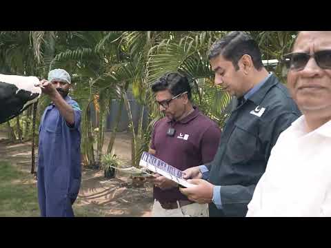 आयातित नए एचएफ बुल मिलेनियम का शुभारंभ | दूध उत्पादन, लाभ और पशुधन प्रदर्शन में वृद्धि