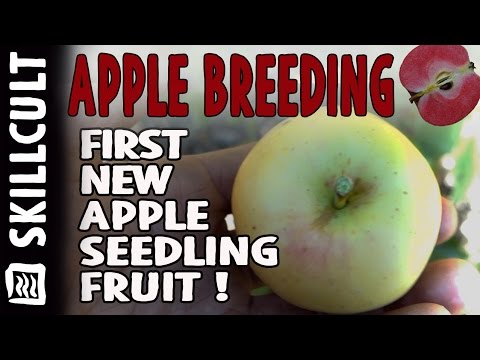 Finally Tasting the First New Seedling Apple Variety ... - YouTube