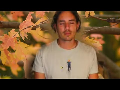 Day 344 LEAVES Alignment - Matias De Stefano -  English Edit