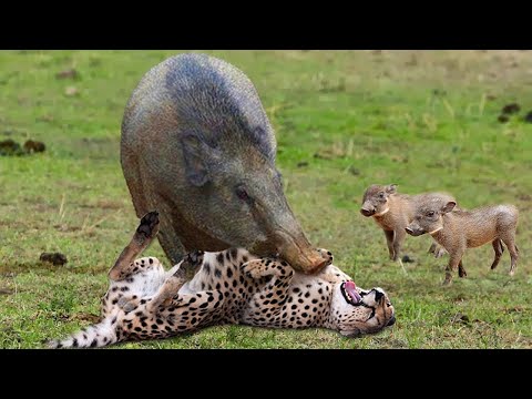 LEOPARD GETS WHAT IT DESERVES - 6 TIMES THE LEOPARD GETS WHAT IT DESERVES