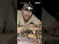 Terrifying footage shows tarantula infected with real-life ‘zombie fungus’ | #yahooaustralia