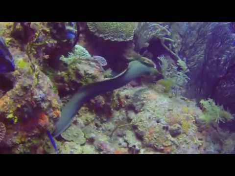 1zplay潜水旅行 - 洪都拉斯Roatan 15 Jul 14