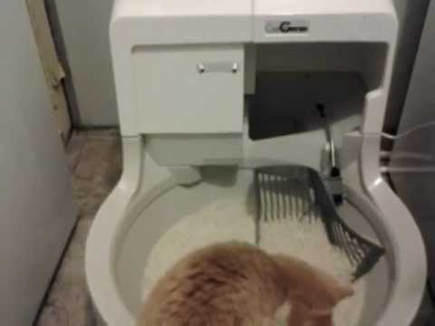 Кот играет со своим новым автоматическим лотком CatGenie