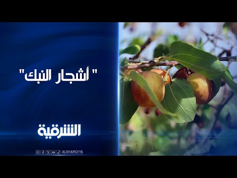 شاهد بالفيديو.. مزارعون عراقيون يلجأون إلى زراعة أشجار السدر "النبك" بدلاً عن النخيل بسبب ملوحة المياه وشحها