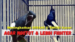 Download lagu Cara Meningkatkan Birahi dan Emosi Kacer Agar Ngotot dan Lebih Fighter mp3