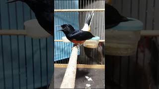 Download lagu Kretekan jahat murai pastol, murai batu langsung outo emosi !#kretekanjahat#Shorts mp3 Download lagu Kretekan jahat murai pastol, murai batu langsung outo emosi !#kretekanjahat#Shorts mp3