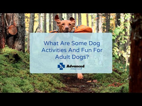 What Are Some Dog Activities And Fun For Adult Dogs?