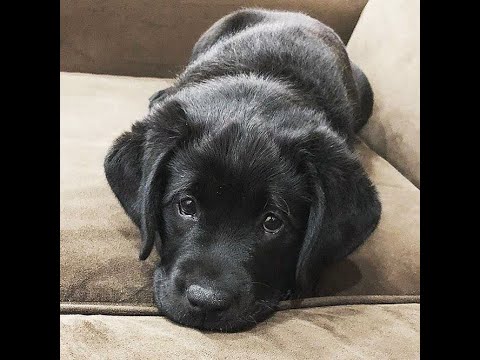 Labrador Compilation - Cute and Funny #4