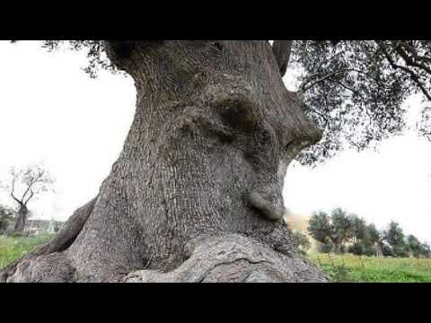 @ionbogdanstefanescu  Dan Voiculescu - Sonata 2