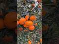 How To New Fruit Fruit Fruitcutting Fruitsalad Fruitlover 2025 Priyasharma