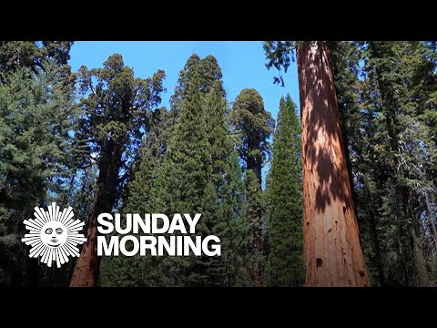 Nature: Sequoia National Park in California - YouTube