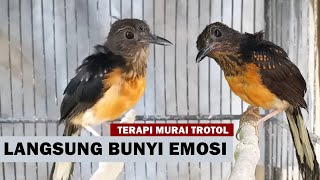 Download lagu SUARA PANCINGAN  MURAI BATU TROTOL AGAR CEPAT BELAJAR BUNYI NGEPLONG & EMOSI BONGKAR ISIAN mp3