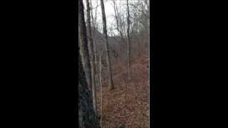 preview picture of video 'A small Ohio buck I videoed after shooting my 8 point buck from the same location.'