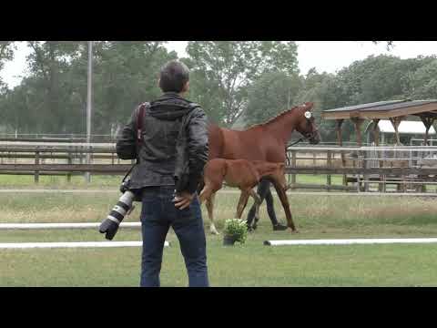 Sudweyher Fohlentermin 2020 - Kat.-Nr. 45