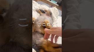 首を掻くと足が自転車になる犬はこちら #ミニチュアダックスフンド #癒し #おもしろ