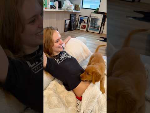 Jessica experienced the shark today 😭 #goldenretriever #puppy #funny #biting #dog