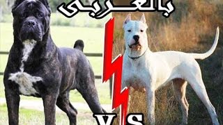 الكلب الدوجو الارجنتيني ضد خنزير ضخم موسيقى مجانية Mp3