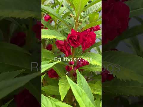 Chilakamukku puvvulu plants | Chilaka mokka flowers plants at home | Rajitha’s Vlogs