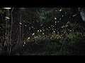 Tennessee fireflies: A summertime light show