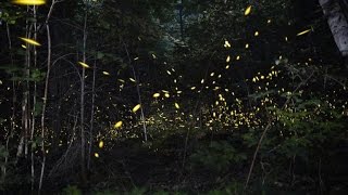 Tennessee fireflies: A summertime light show