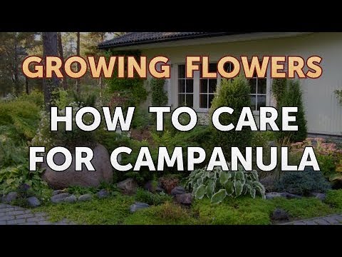 How to Grow Lantana From Saved Seeds