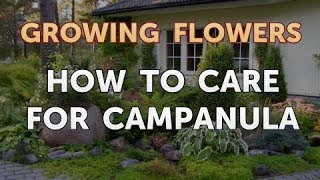 How to Care for Campanula