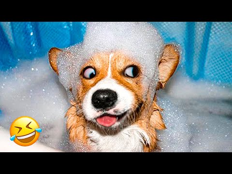 Funniest Animal Videos 2022 😁 - Best Funny Dogs And Cats Videos 🥰#8