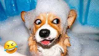 Funniest Animal Videos 2022 😁 - Best Funny Dogs And Cats Videos 🥰#8