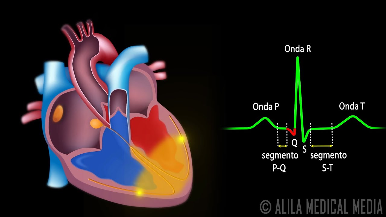 El Sistema de Conducción Cardíaca y la Relación con ECG, Animación. Alila Medical Media Español.