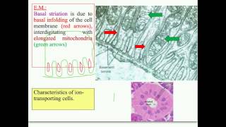 Salivary Glands Data Show 2015