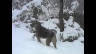 Лов на мечки 06