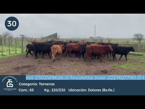 Lote Hembras - Dolores Bs As