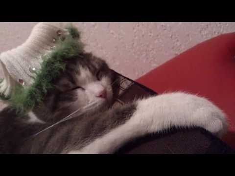 FUNNY CATS LINA & LUANA - CHIC CHIC !