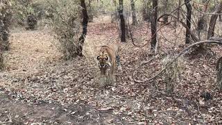 preview picture of video 'Tiger eating grass at Tadoba'