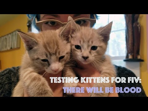 Testing Kittens for FIV: There Will Be Blood