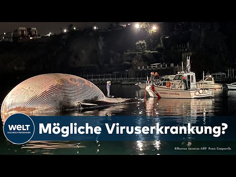 TOTER GIGANT BEI NEAPEL: Biologen untersuchen Todesursache des Wals - Skelett könnte ins Museum