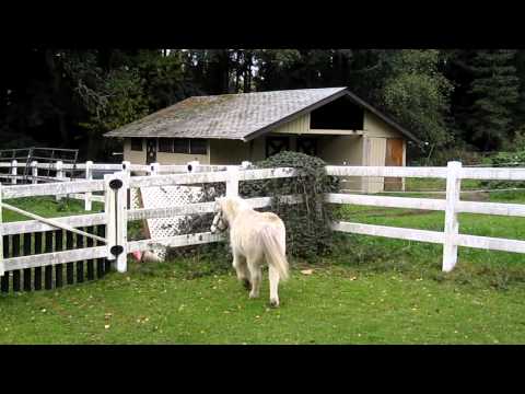 New Horse - Rocket Man