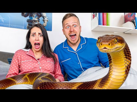 ZMIJA NAM JE U KUCI!