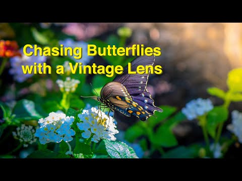 Chasing Butterflies with a Minolta 135mm f2.8