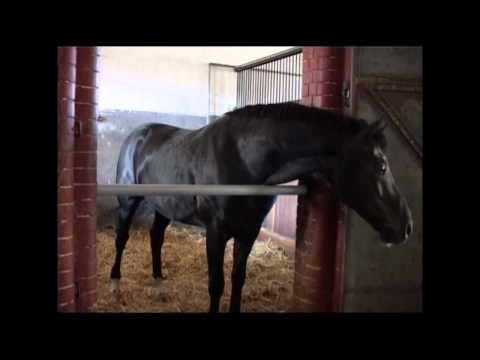 Dauphin 10-2009 01.f4v