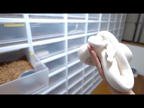 ヘビが家に入るのを防ぐ方法 ヘビに対する漂白剤の使い方 庭の家の臭いが忌避剤を引き寄せる